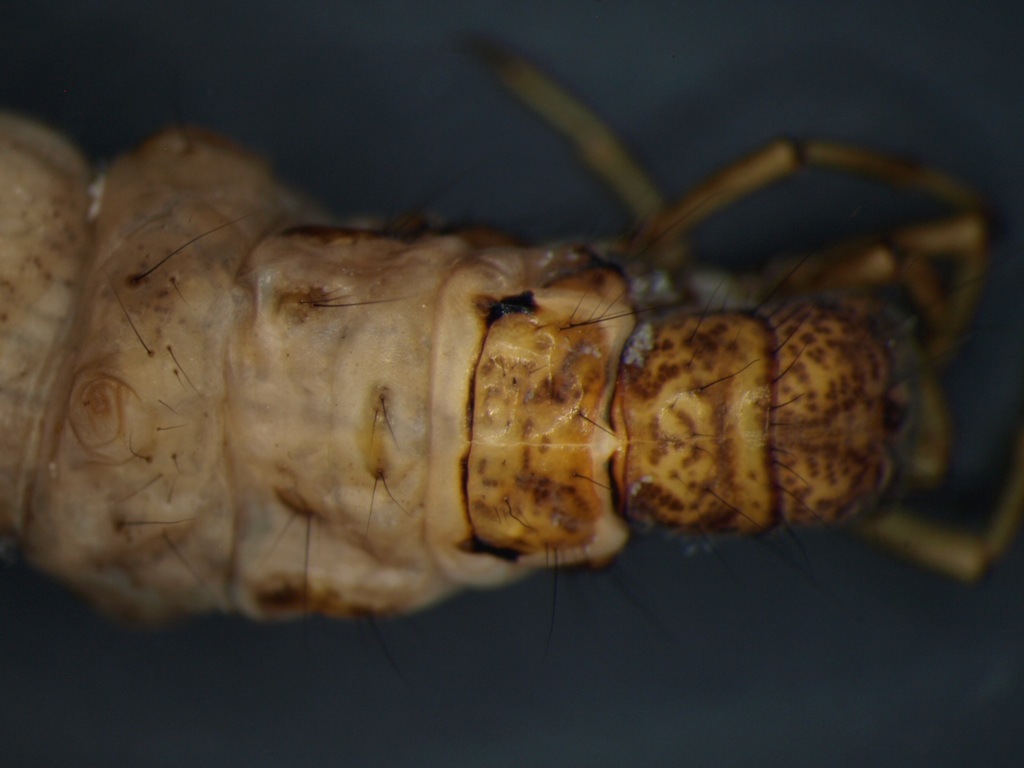 Hydatophylax infumatus